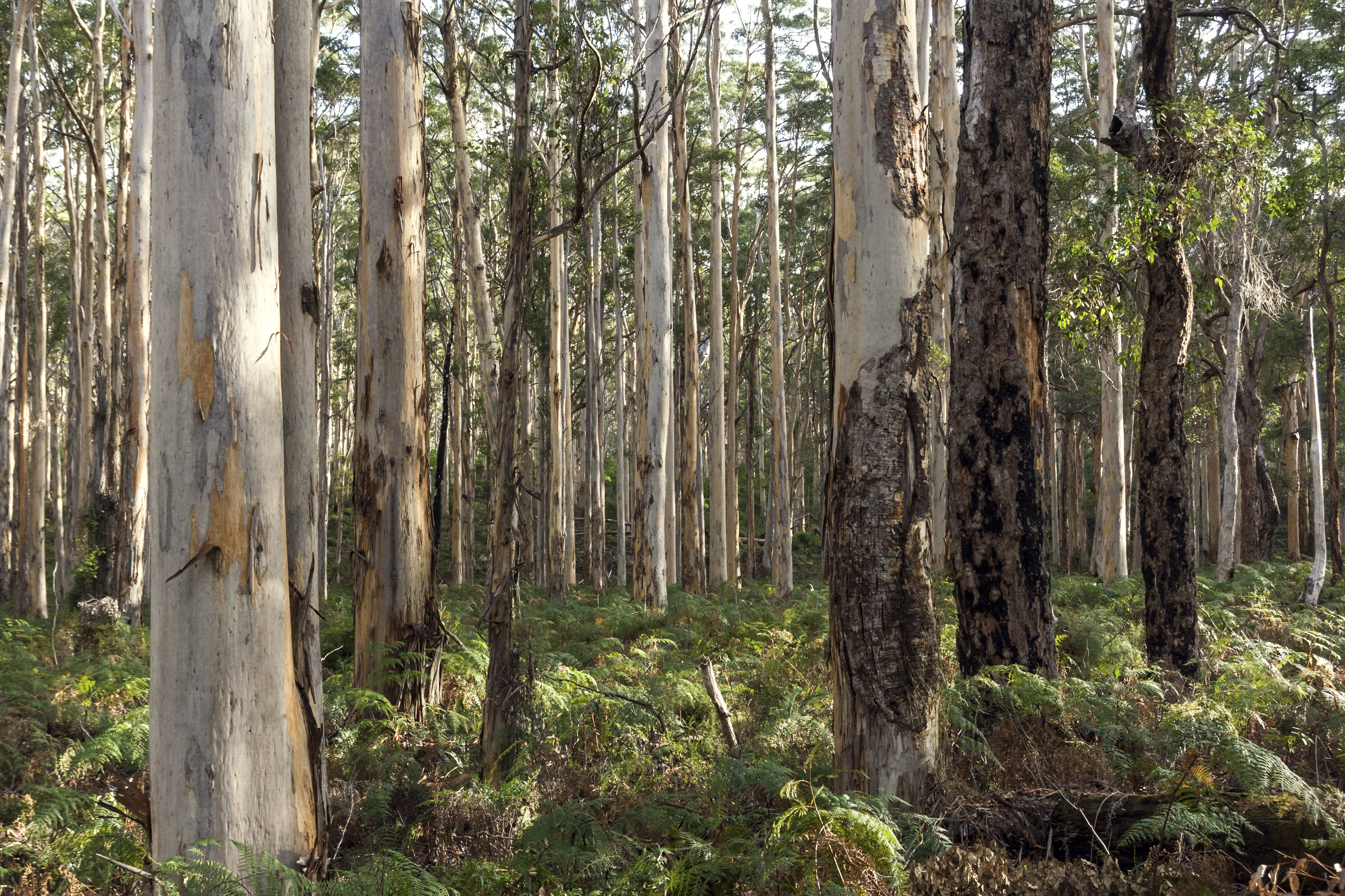 Deforestation-free supply chains