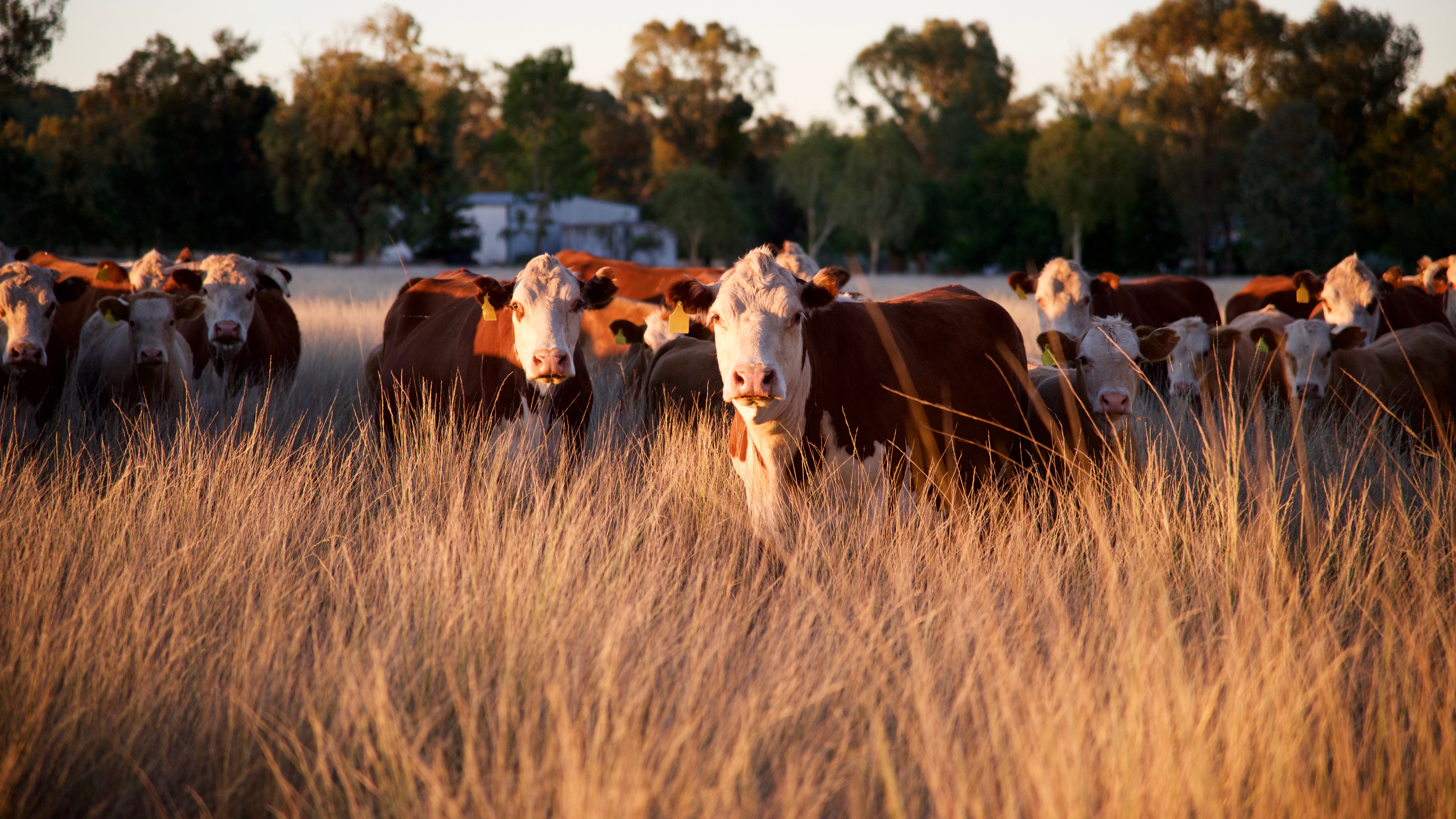 Australian scientists join hundreds globally in support of meat and livestock  production